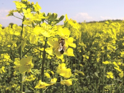 DK Expower uljana repica