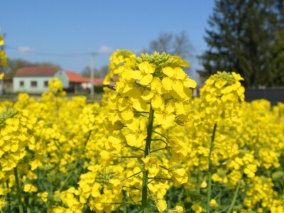 DK Exstorm  uljana repica