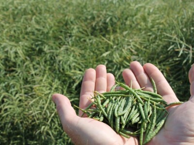 DK Imminent CL uljana repica