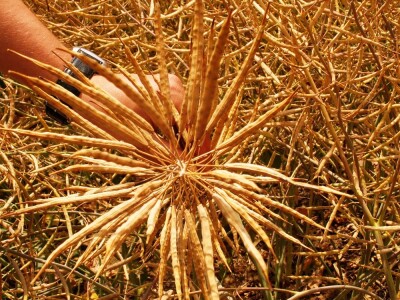 DK Imminent CL uljana repica