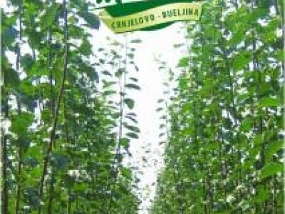 KVALITETNE VOĆNE I LOZNE SADNICE