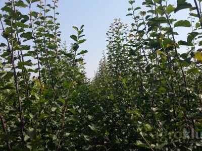 KVALITETNE VOĆNE I LOZNE SADNICE