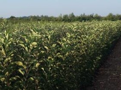 KVALITETNE VOĆNE I LOZNE SADNICE