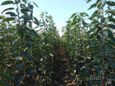 KVALITETNE VOĆNE I LOZNE SADNICE