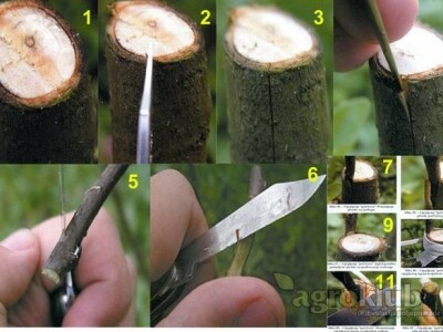 Cijepljenje i rezidba voćaka