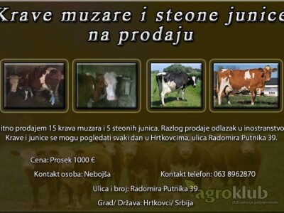 Krave muzare i steone junice na prodaju