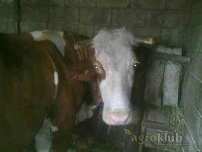 Krave muzare i steone junice na prodaju