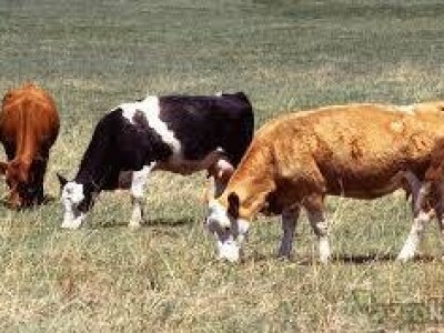 Krave muzare i steone junice na prodaju