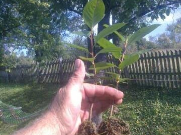 Sadnice ARONIJE - proizvedene iz semena