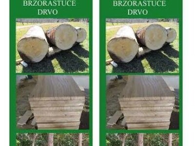 Jednogodisnje sadnice PAULOVNIJE - od 1-3m