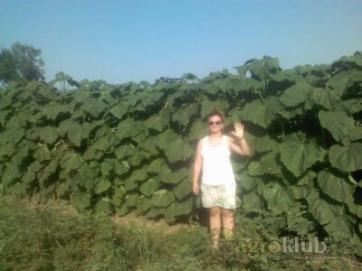 Jednogodisnje sadnice PAULOVNIJE - od 1-3m