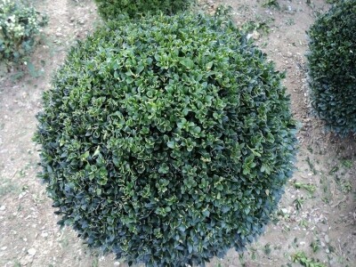 Šimšir, pušpan, buxus, rasadnik, ukrasno bilje