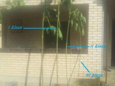 PAULOVNIJA - sadnice vrhunskog kvaliteta