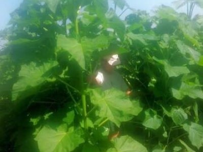 PAULOVNIJA - sadnice vrhunskog kvaliteta