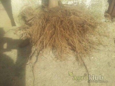 PAULOVNIJA - sadnice vrhunskog kvaliteta