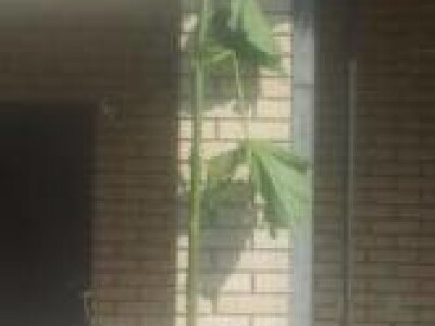 PAULOVNIJA - sadnice vrhunskog kvaliteta