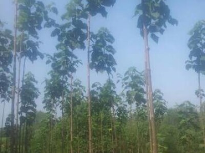 PAULOVNIJA - sadnice vrhunskog kvaliteta