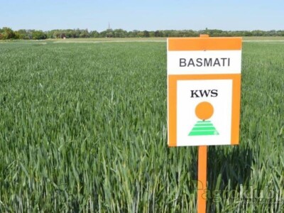 KWS BASMATI - Sorta ozime pšenice