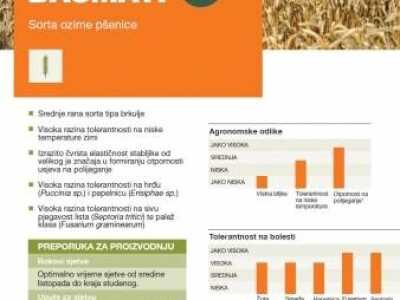 KWS BASMATI - Sorta ozime pšenice