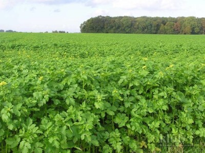 KWS SITO - sorta bijela gorušica