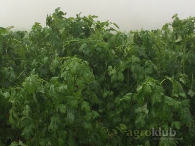 KWS SITO - sorta bijela gorušica