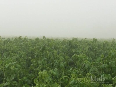 KWS SITO - sorta bijela gorušica