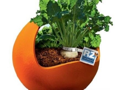 HELENIKA KWS -  NZ tip, RZ 2.0 / Cr - sjeme šećerne repe