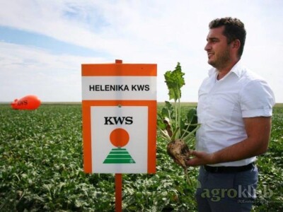 HELENIKA KWS -  NZ tip, RZ 2.0 / Cr - sjeme šećerne repe