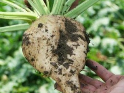 HELENIKA KWS -  NZ tip, RZ 2.0 / Cr - sjeme šećerne repe