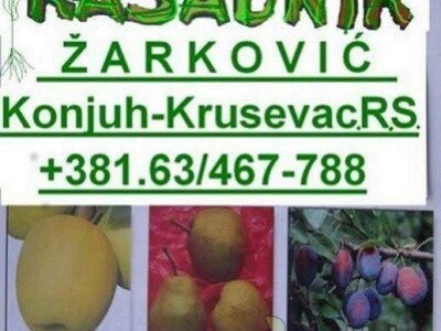 RASADNIK ZARKOVIC - vocne sadnice i lozni kalemovi