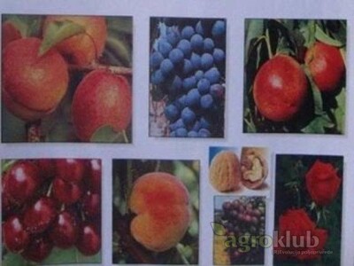 RASADNIK ZARKOVIC - vocne sadnice i lozni kalemovi