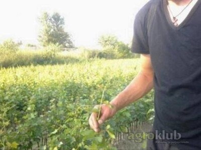 RASADNIK ZARKOVIC - vocne sadnice i lozni kalemovi