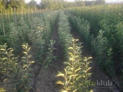 RASADNIK ZARKOVIC - vocne sadnice i lozni kalemovi