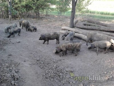 Crne slavonske svinje Fajferice