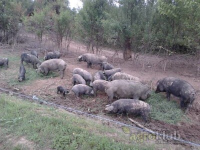 Crne slavonske svinje Fajferice