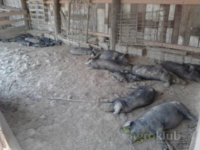 Crne slavonske svinje Fajferice