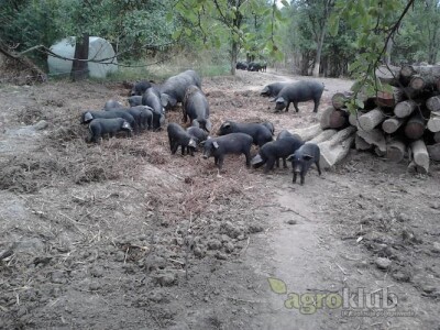 Crne slavonske svinje Fajferice