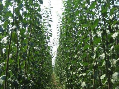 KVALITETNE VOĆNE I LOZNE SADNICE, RASADNIK ,,AGRO MEDŽIK&quot;