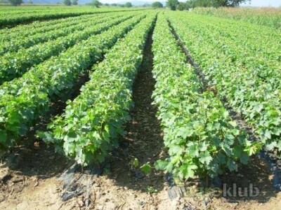 KVALITETNE VOĆNE I LOZNE SADNICE, RASADNIK ,,AGRO MEDŽIK&quot;