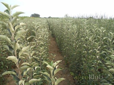 KVALITETNE VOĆNE I LOZNE SADNICE, RASADNIK ,,AGRO MEDŽIK&quot;