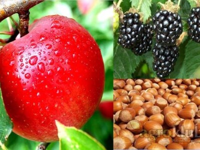 KVALITETNE VOĆNE I LOZNE SADNICE, RASADNIK ,,AGRO MEDŽIK&quot;