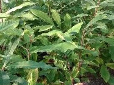 Sadnice PITOMI KESTEN