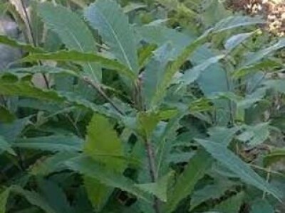 Sadnice PITOMI KESTEN