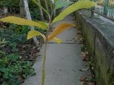 Sadnice PITOMI KESTEN