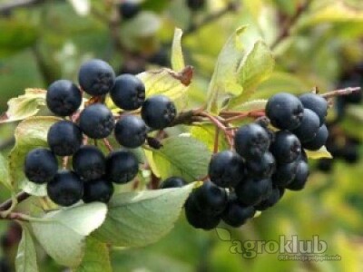 Prodajem sadnice ARONIJE