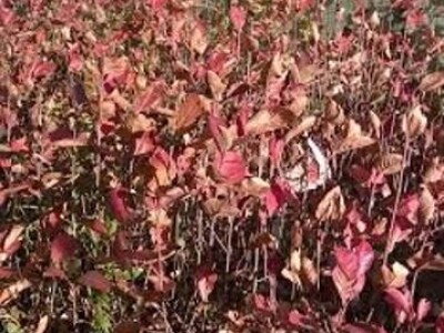 Prodajem sadnice ARONIJE