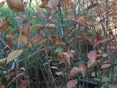 Prodajem sadnice ARONIJE