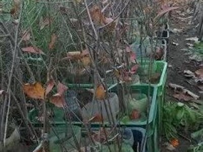 Prodajem sadnice ARONIJE