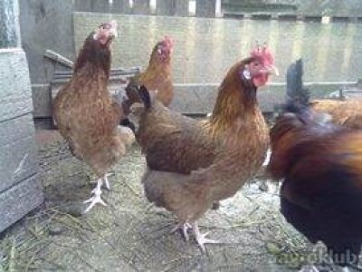 OPG Jakov Vrkljan   prima naruđbe za piliće Hrvatice