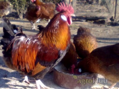 OPG Jakov Vrkljan   prima naruđbe za piliće Hrvatice